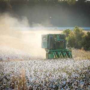 Meet your Posher, Ginger